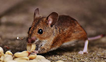 termite-control Experts in Korn Krest